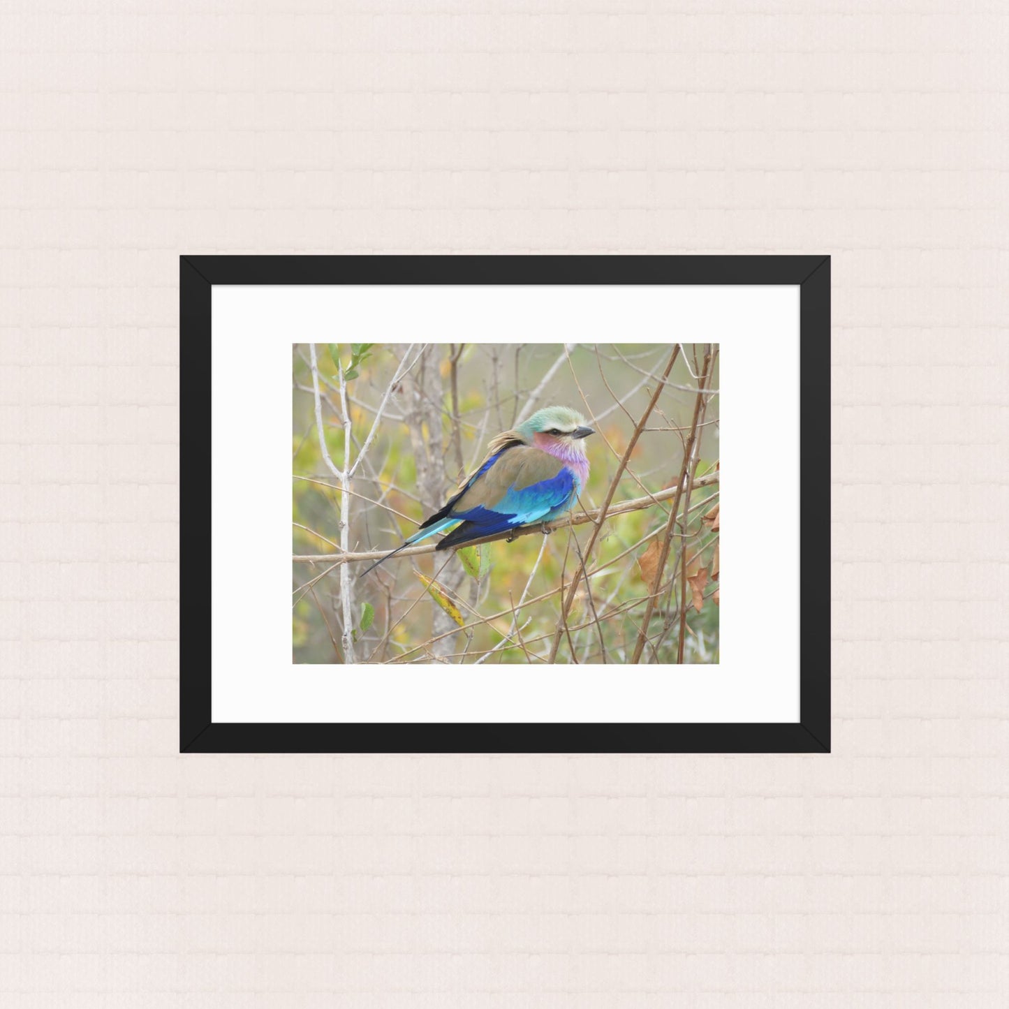 Perched In Colour- Framed Wildlife Poster
