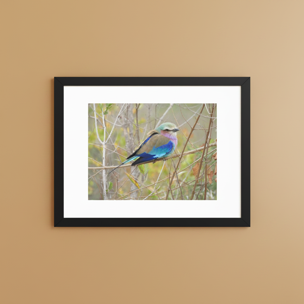 Lilac Roller framed wildlife photography poster