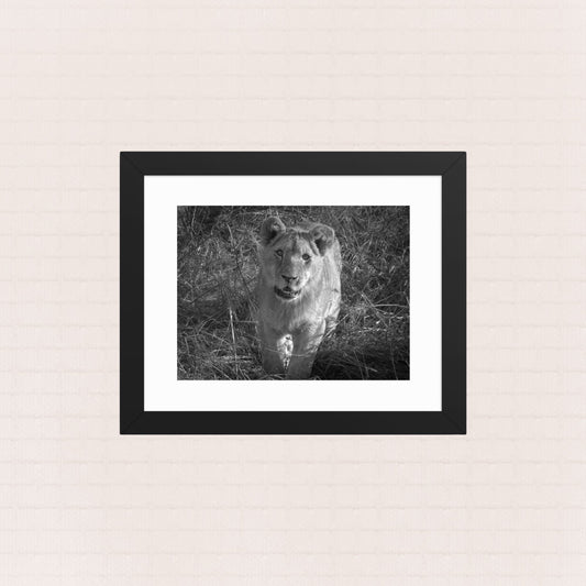 The Unyielding Adolescent- Framed Wildlife Poster