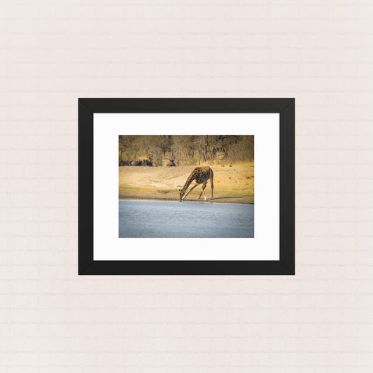 Awkward Sips and Silent Stares- Framed Wildlife Poster