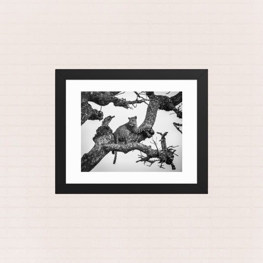 Whisper In The Boughs- Framed Wildlife Poster