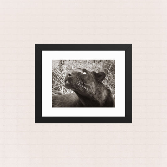 Noir Majesty- Framed Wildlife Poster