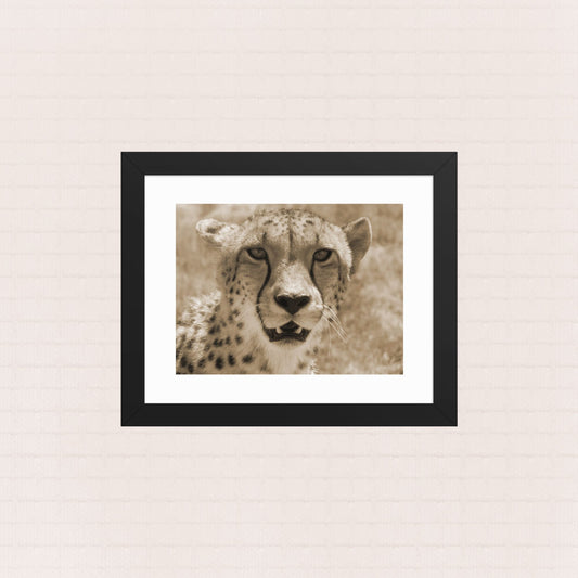 Sepia Gaze- Framed Wildlife Poster