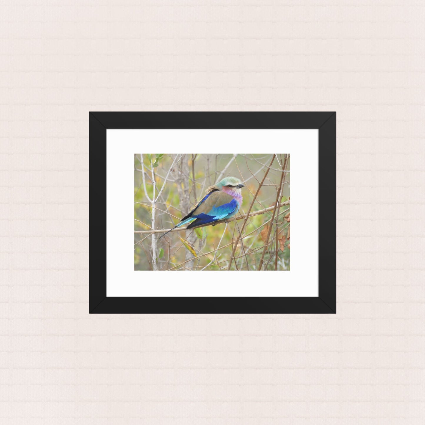 Perched In Colour- Framed Wildlife Poster