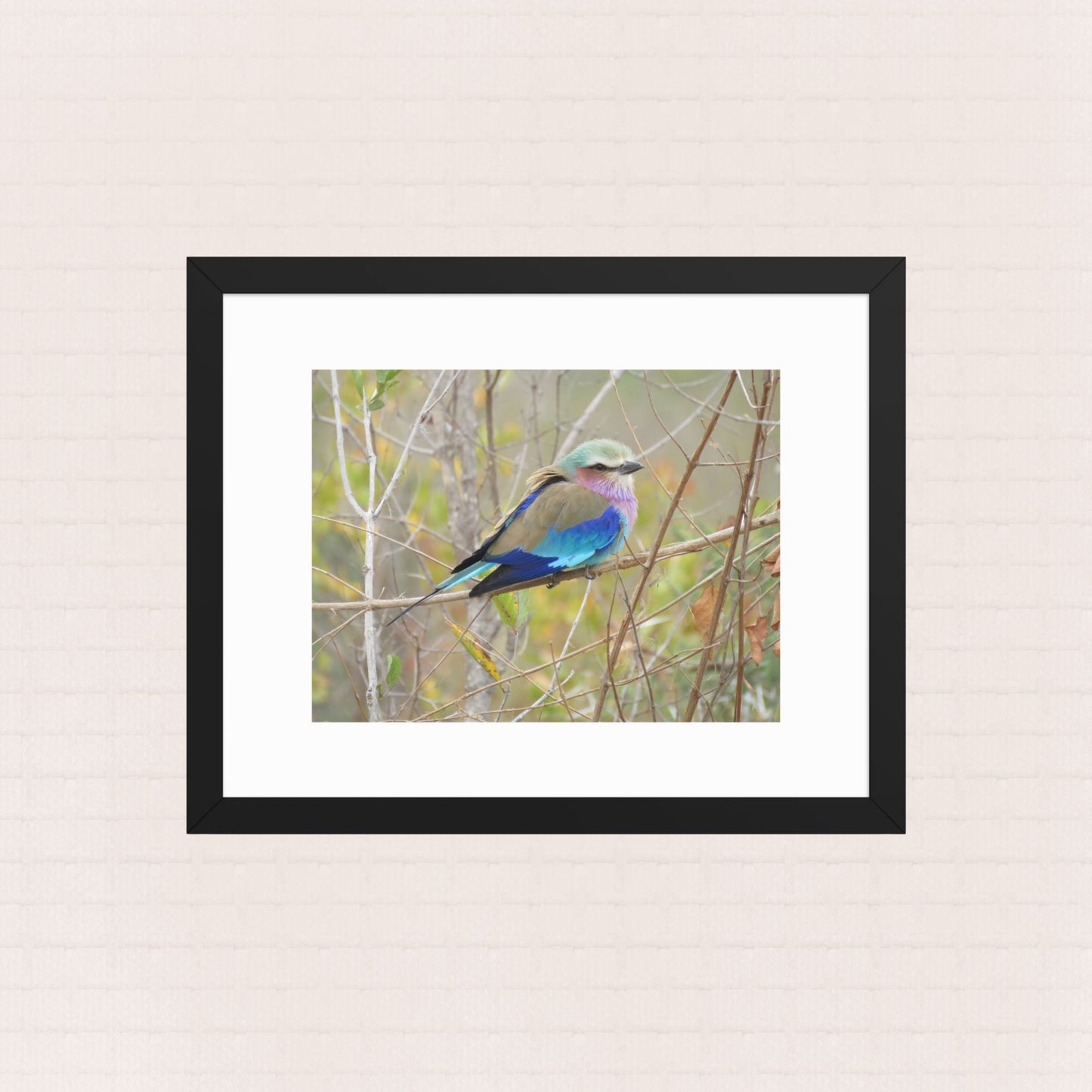 Perched In Colour- Framed Wildlife Poster