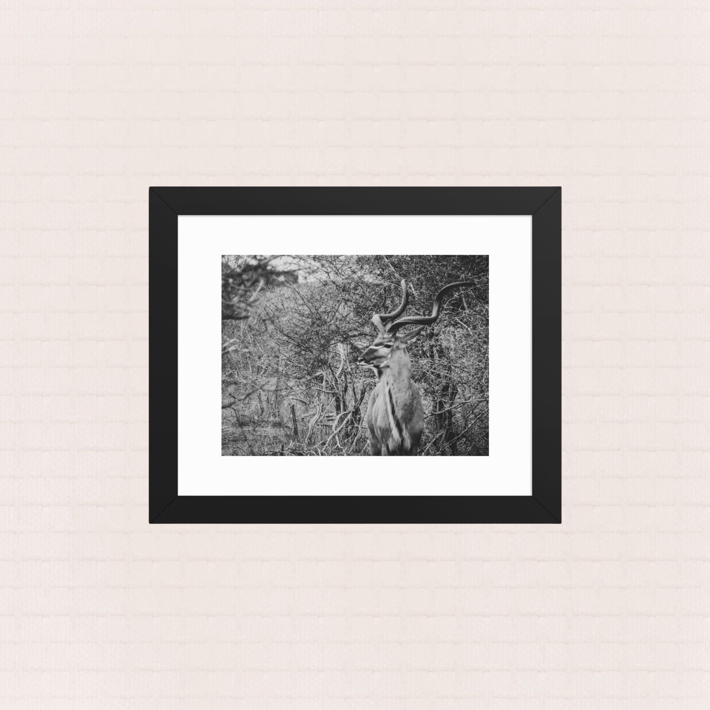 Among The Acacias- Framed Wildlife Poster
