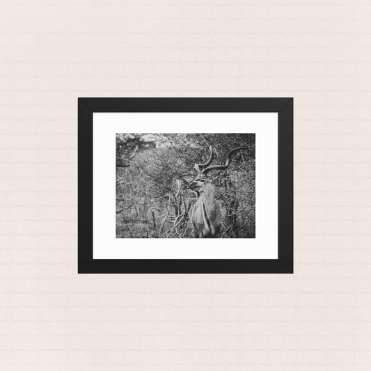 Among The Acacias- Framed Wildlife Poster