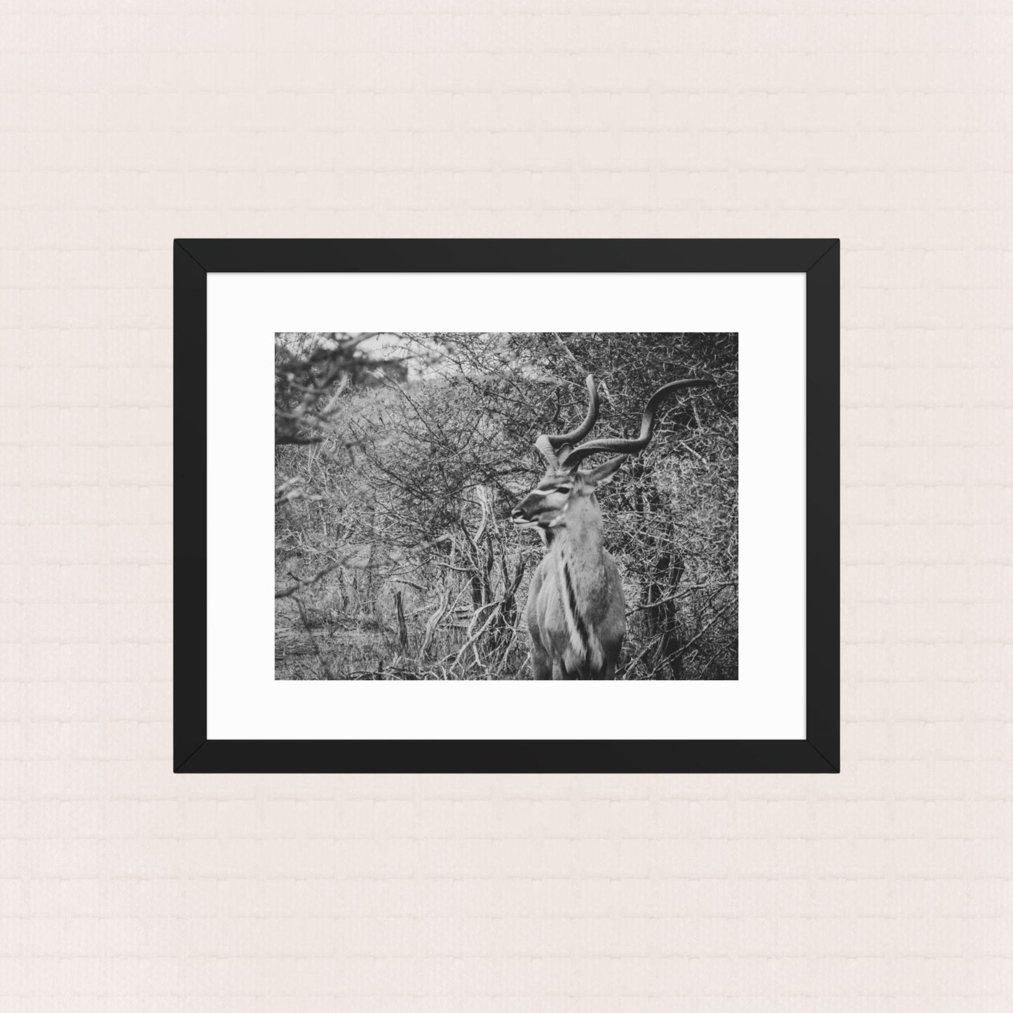 Among The Acacias- Framed Wildlife Poster