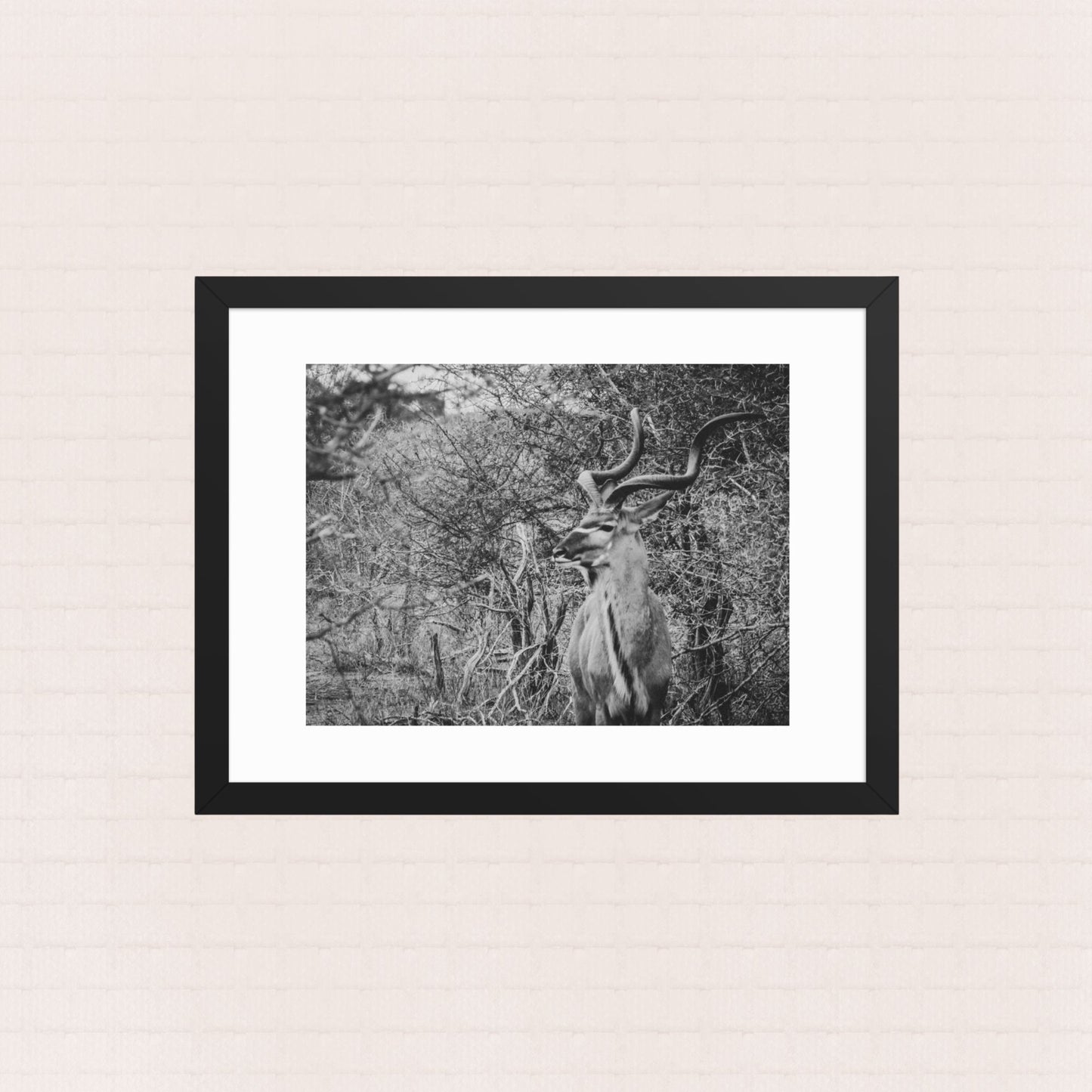 Among The Acacias- Framed Wildlife Poster