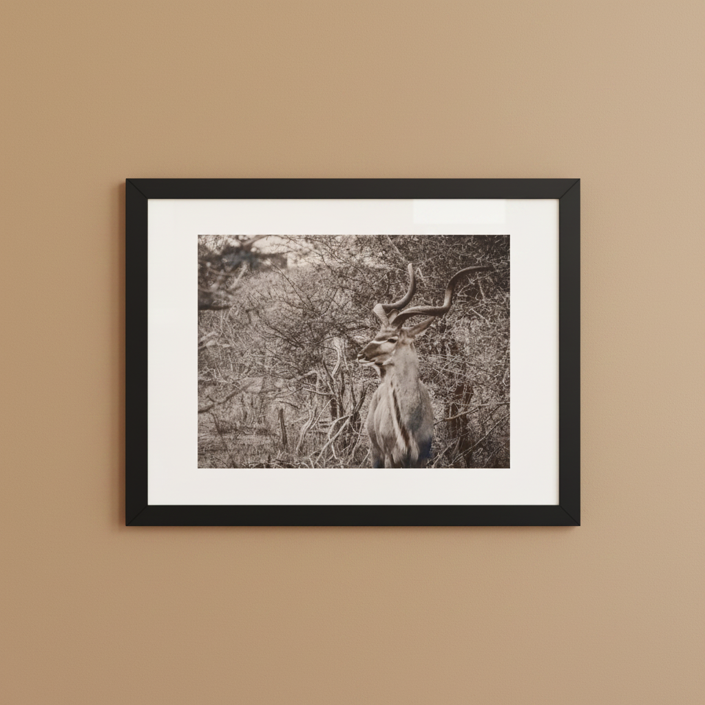 Black and white kudu framed wildlife photography poster