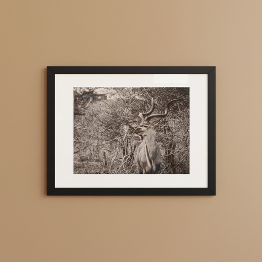 Black and white kudu framed wildlife photography poster