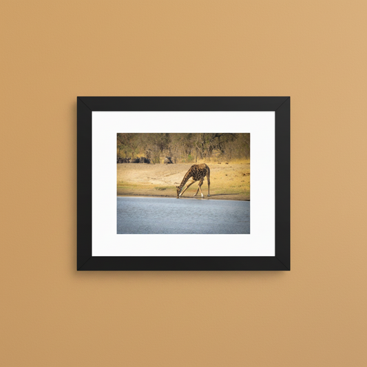 Giraffe framed wildlife photography poster