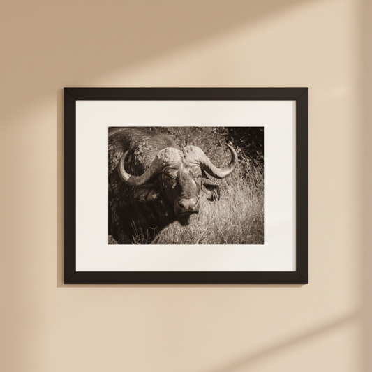 Black and white buffalo framed wildlife photography poster
