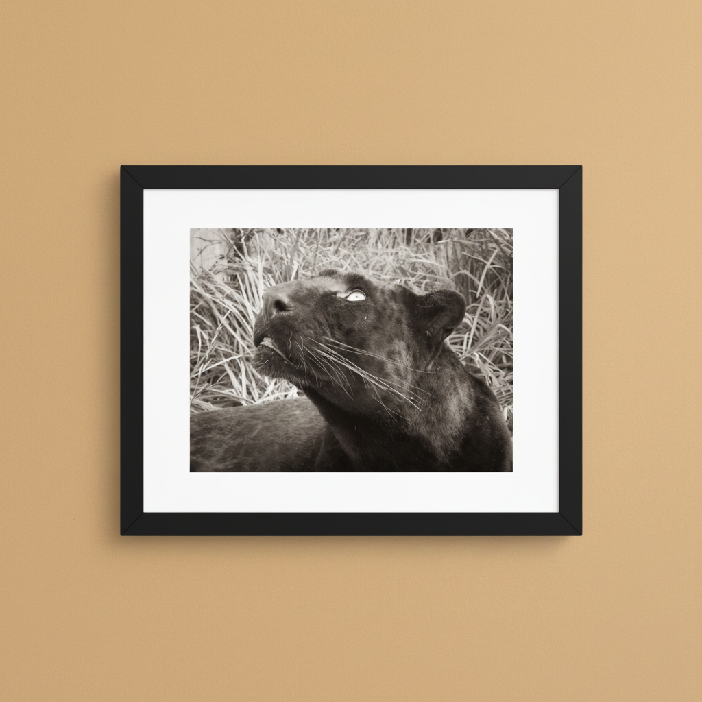 Black and white black leopard framed wildlife photography poster