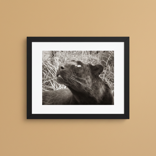 Black and white black leopard framed wildlife photography poster