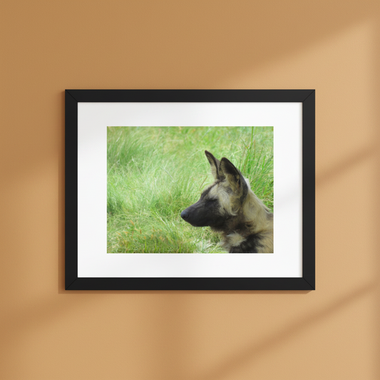Painted wolf, African wild dog  framed wildlife photography poster