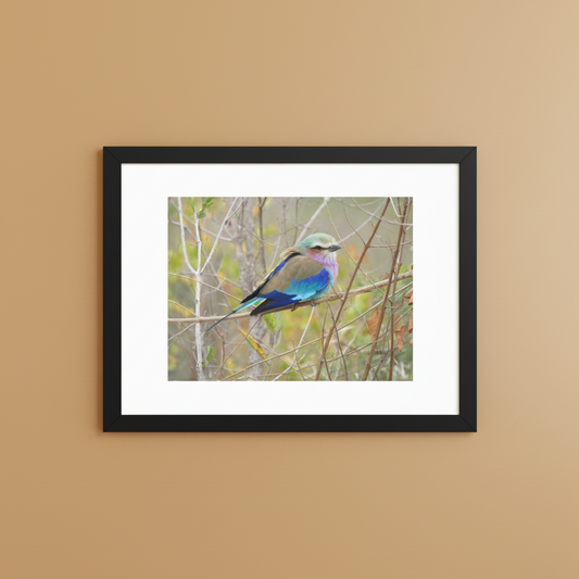 Lilac Roller framed wildlife photography poster