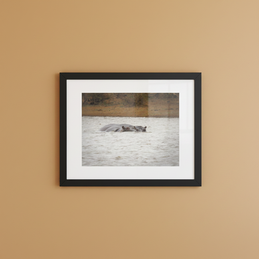 Hippos framed wildlife photography poster