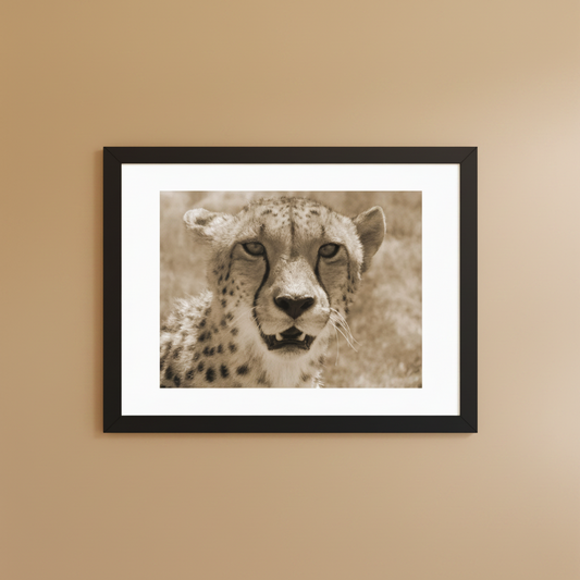 Sepia cheetah framed wildlife photography poster