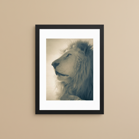 Sepia lion framed wildlife photography poster