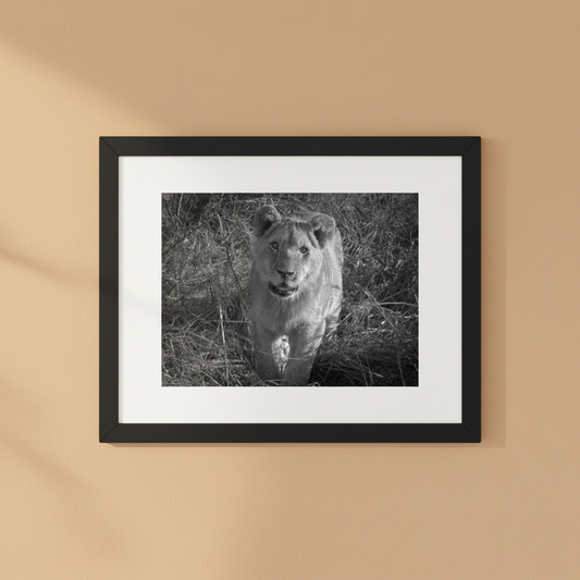 Black and white lion framed wildlife photography poster