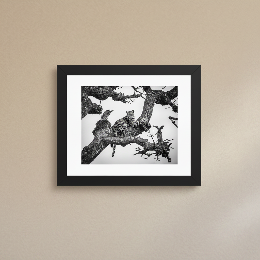 Black and white leopard framed wildlife photography poster