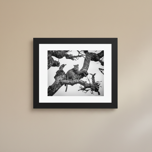Black and white leopard framed wildlife photography poster